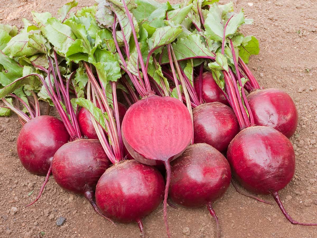 BEETROOT; Jannis