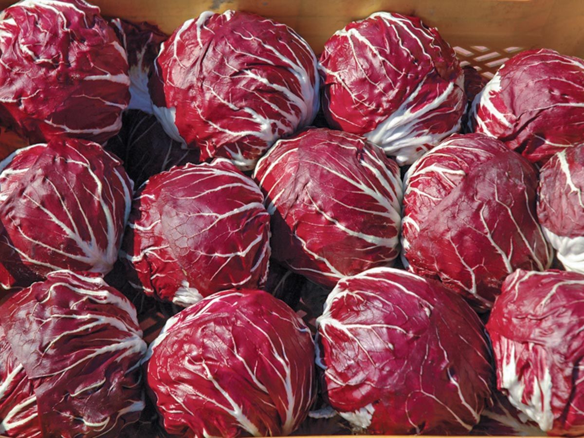 Radicchio '506 TT'