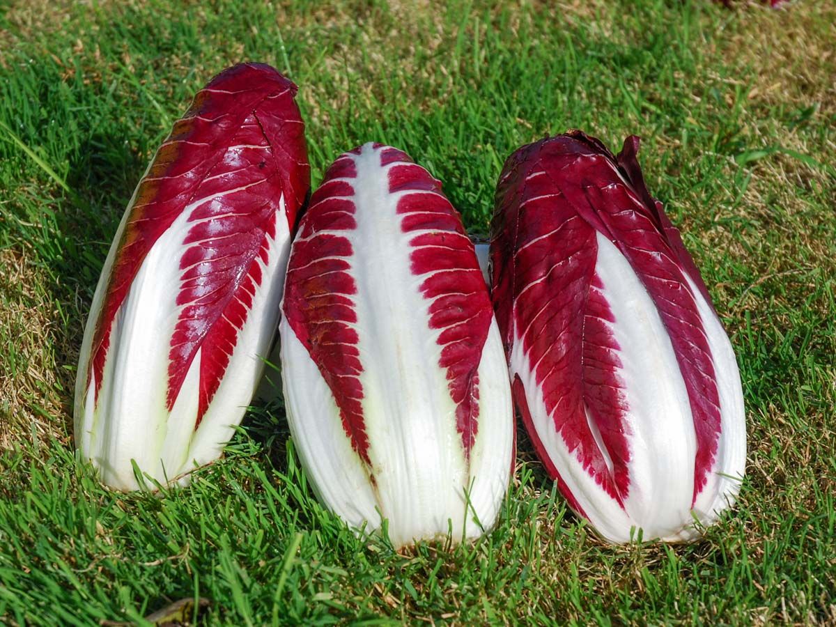 Radicchio 'Treviso 206 TT'