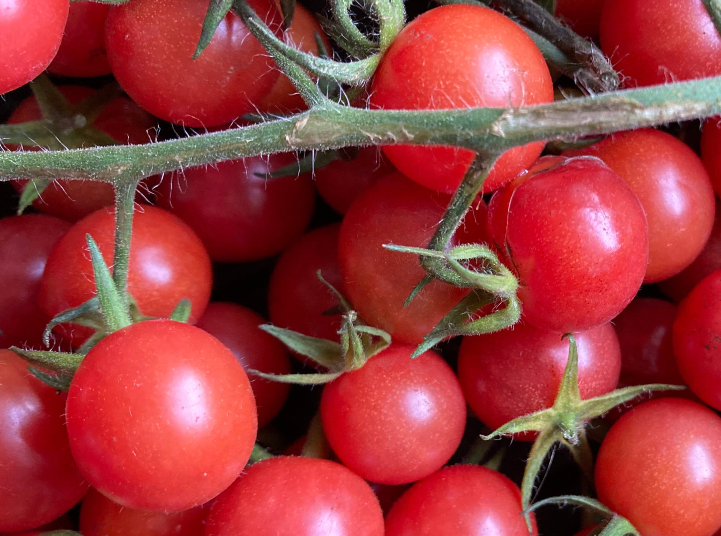 TOMATO; WILD; Rote Murmel