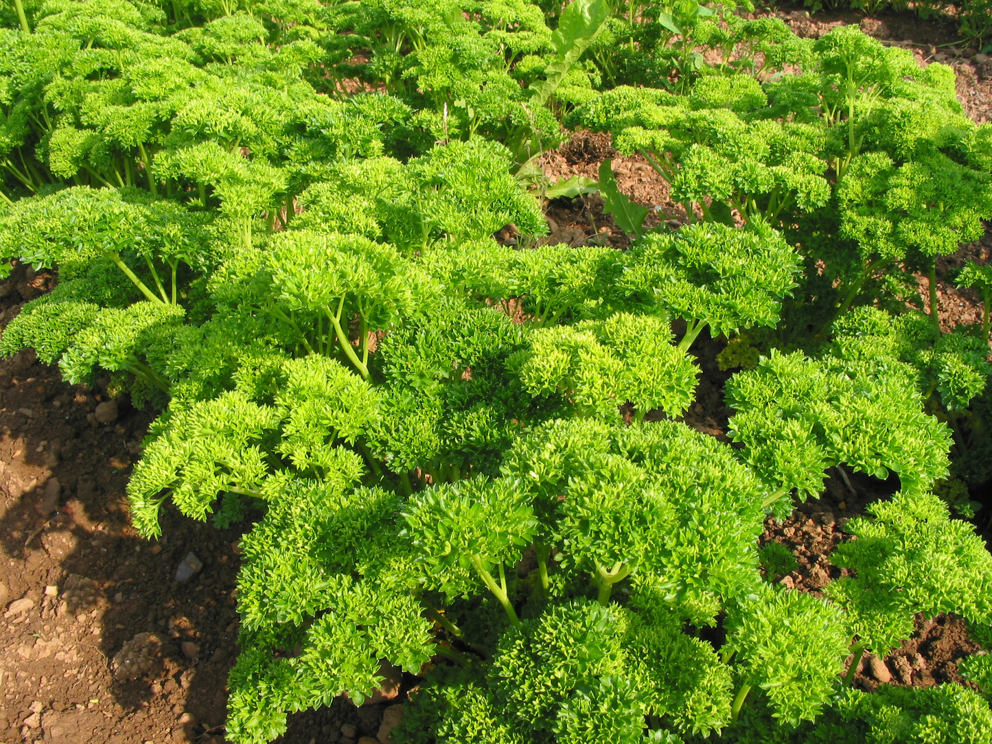 HERB; Parsley, Moss Curled