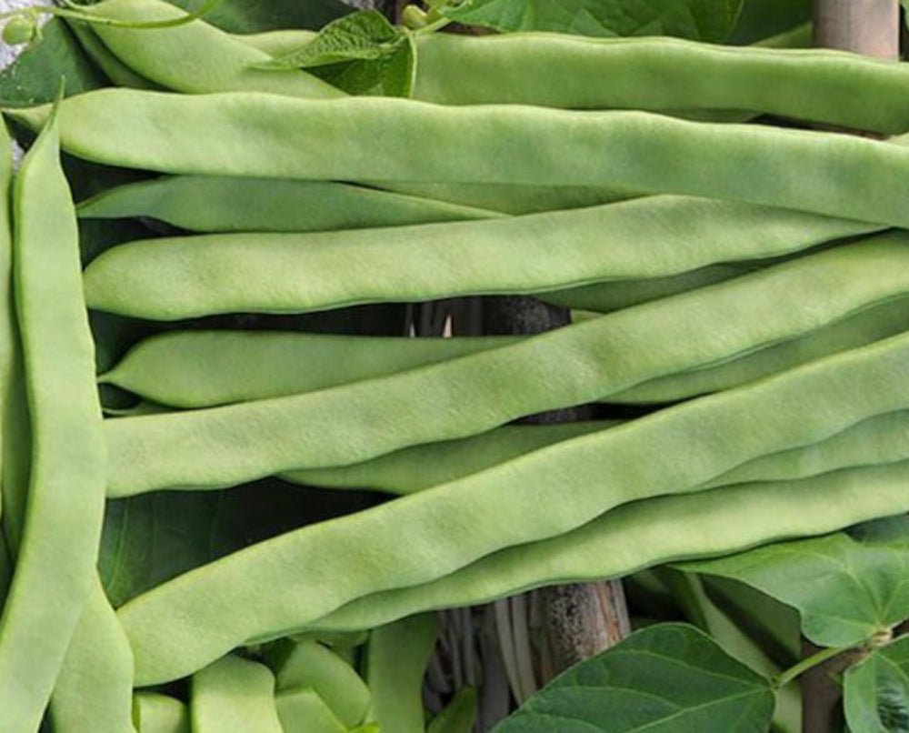 BEAN; CLIMBING FRENCH; Helda