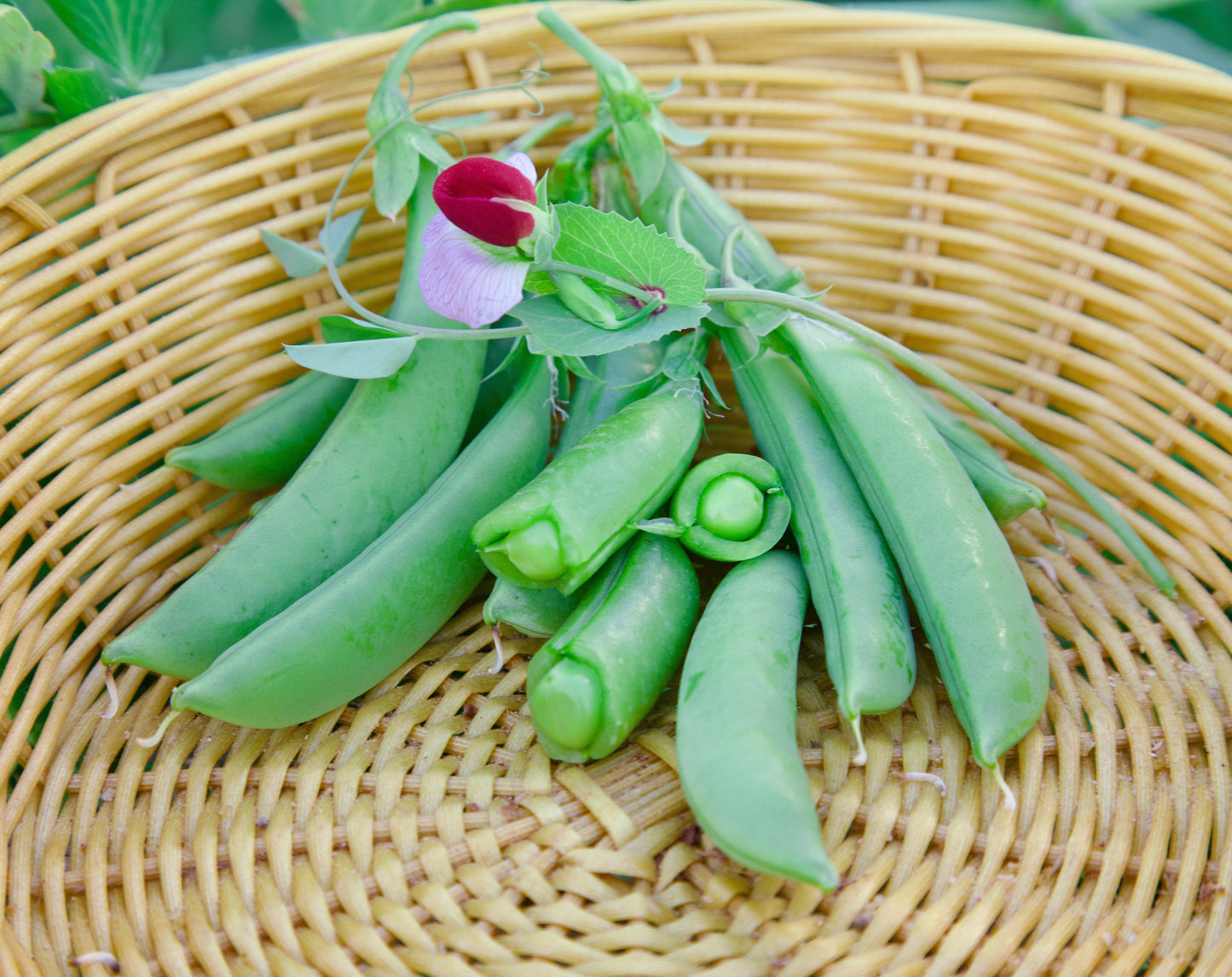 PEA; Sohara