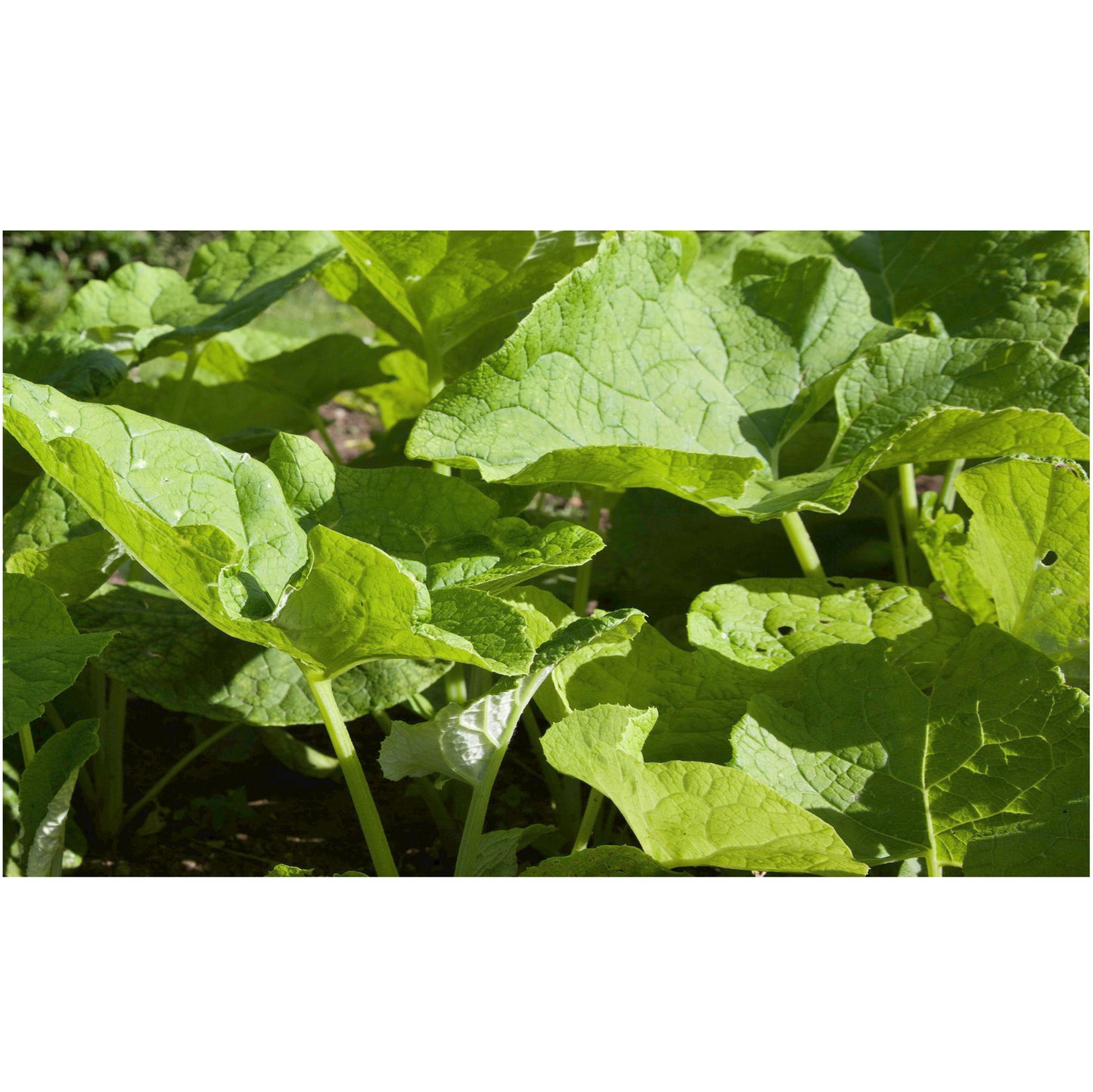 BURDOCK, JAPANESE; Ha Gobo, Leaf Burdock