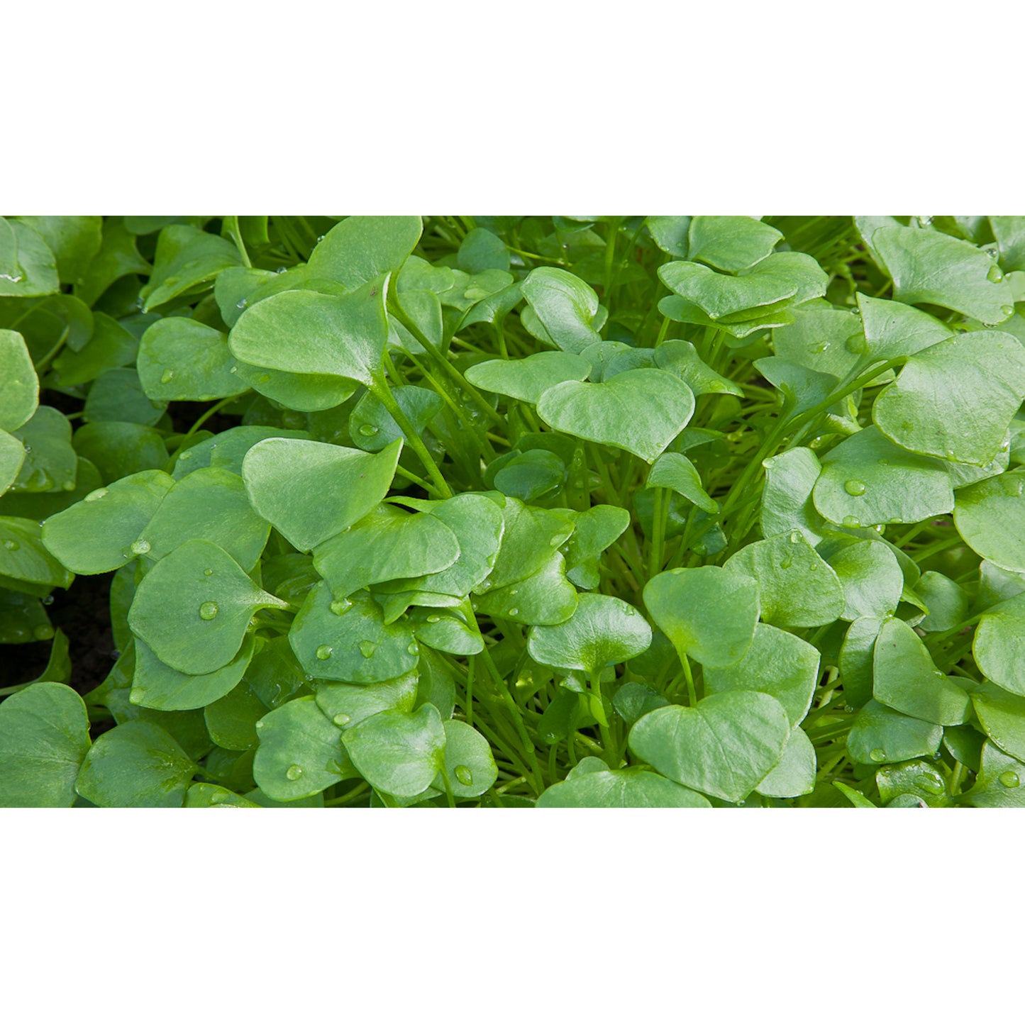 SALAD GREEN; Winter Purslane