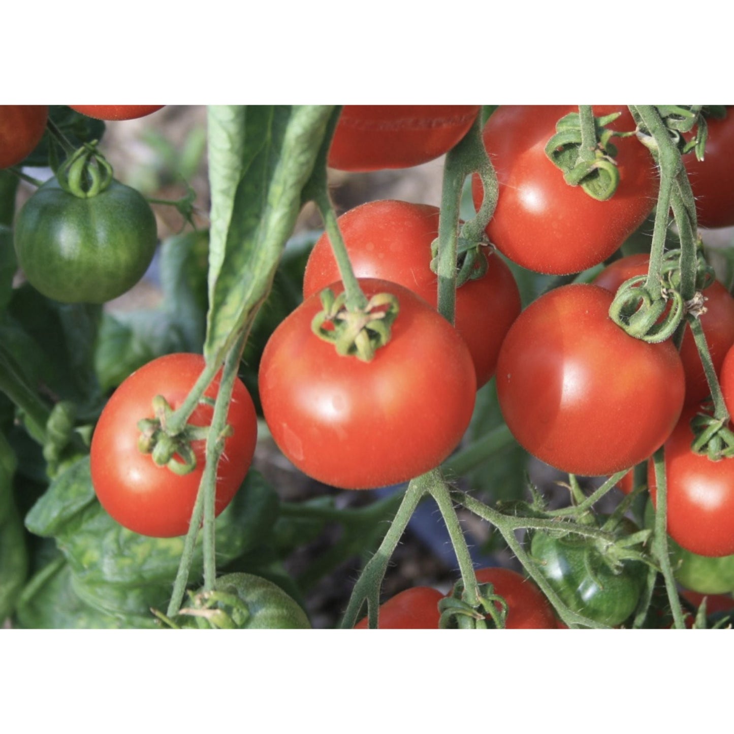 TOMATO; Stupice