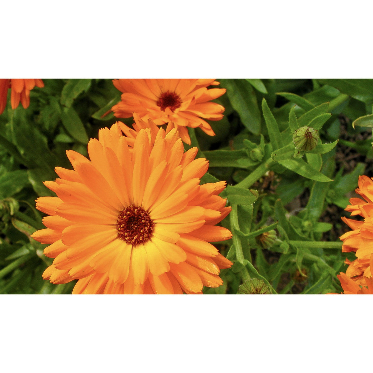 FLOWER; Calendula officinalis; orange