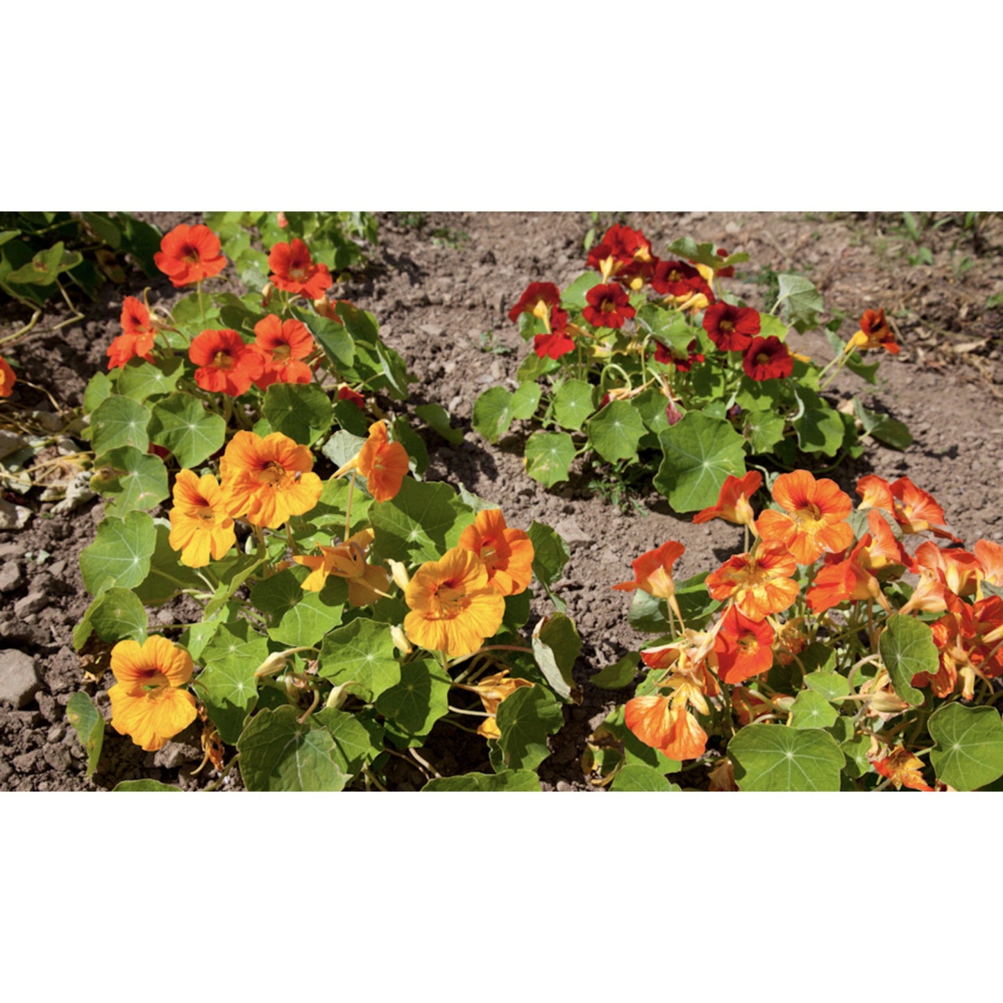 FLOWER; Tropaeolum majus