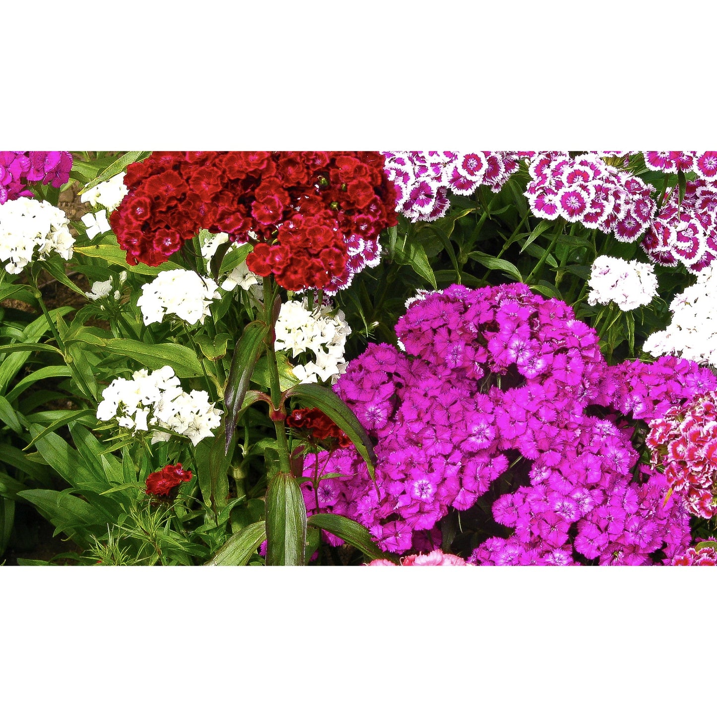 FLOWER; Dianthus barbatus