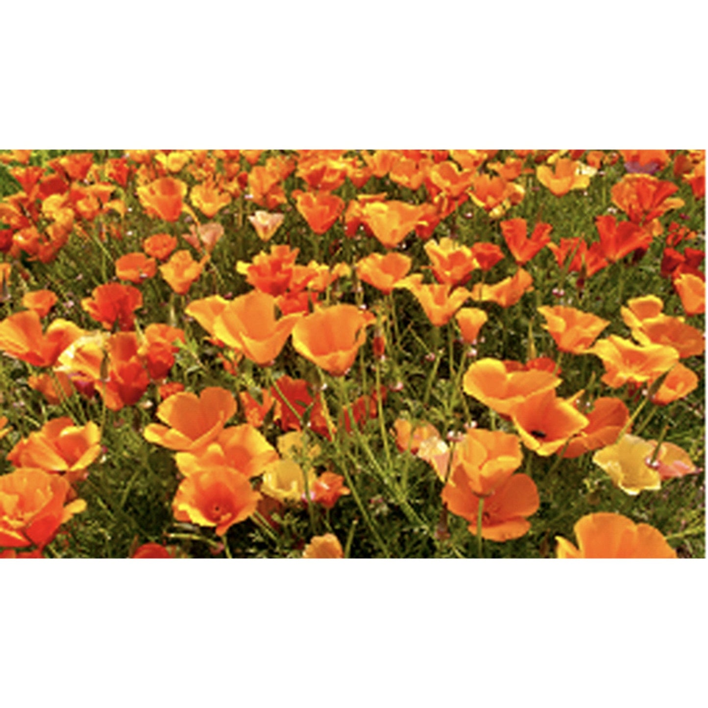 FLOWER; Eschscholtzia californica