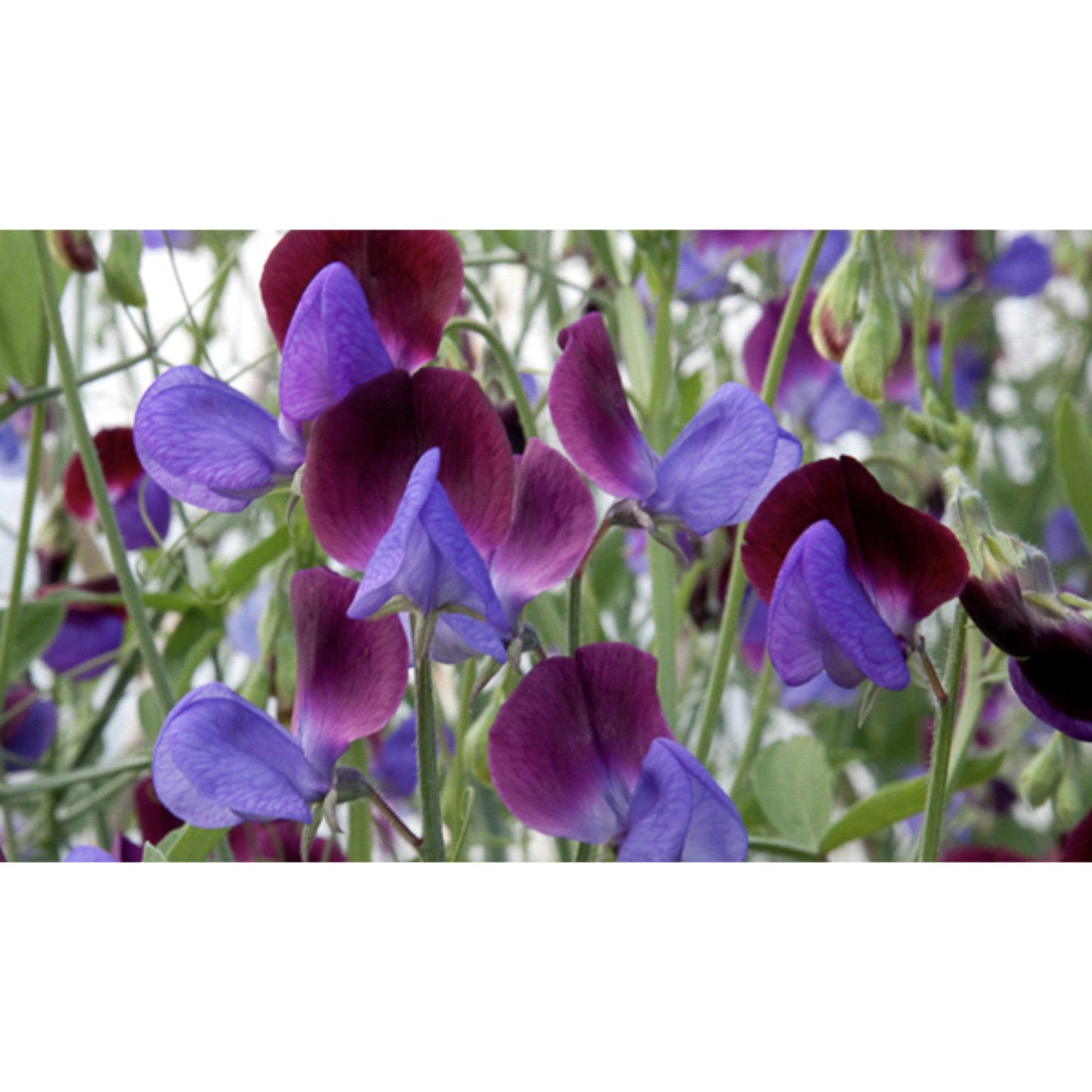 FLOWER; Lathyrus odoratus; Wild Italian