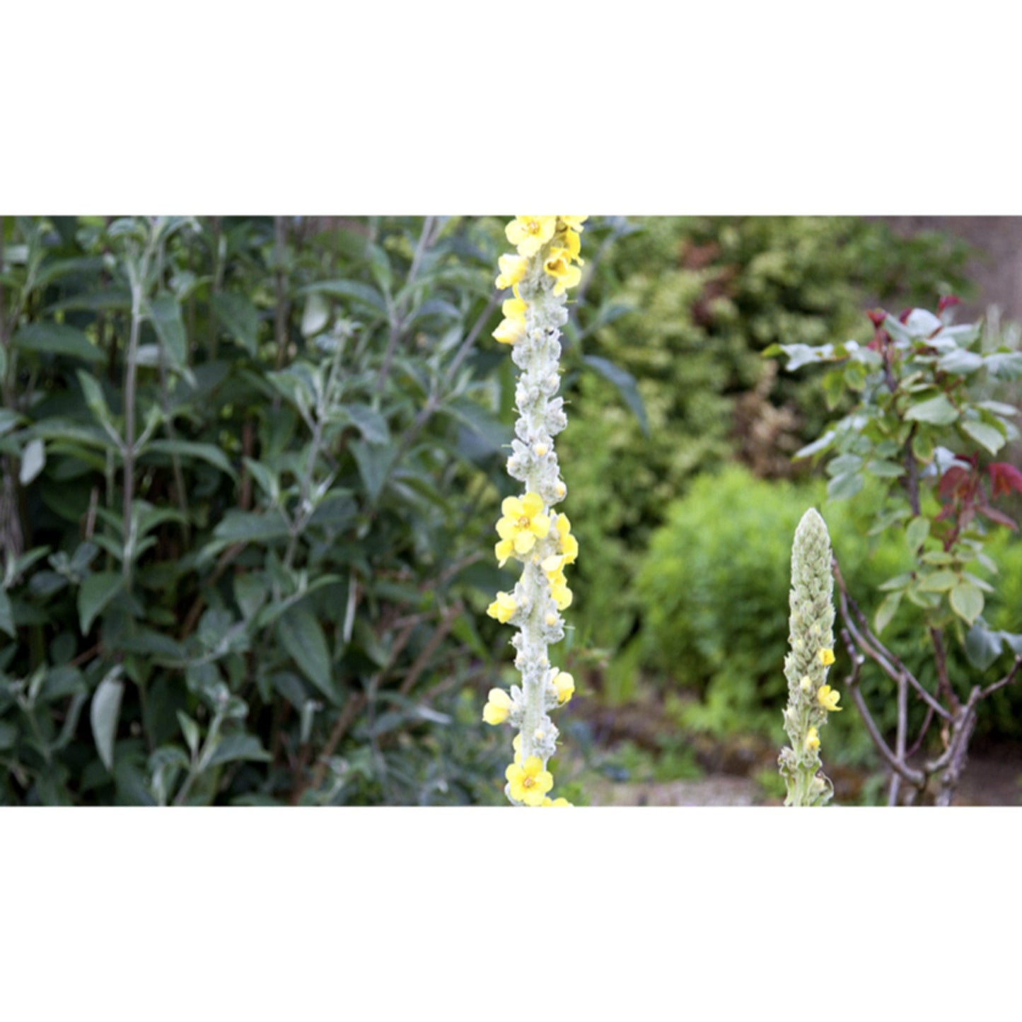 FLOWER; Verbascum densiflorum