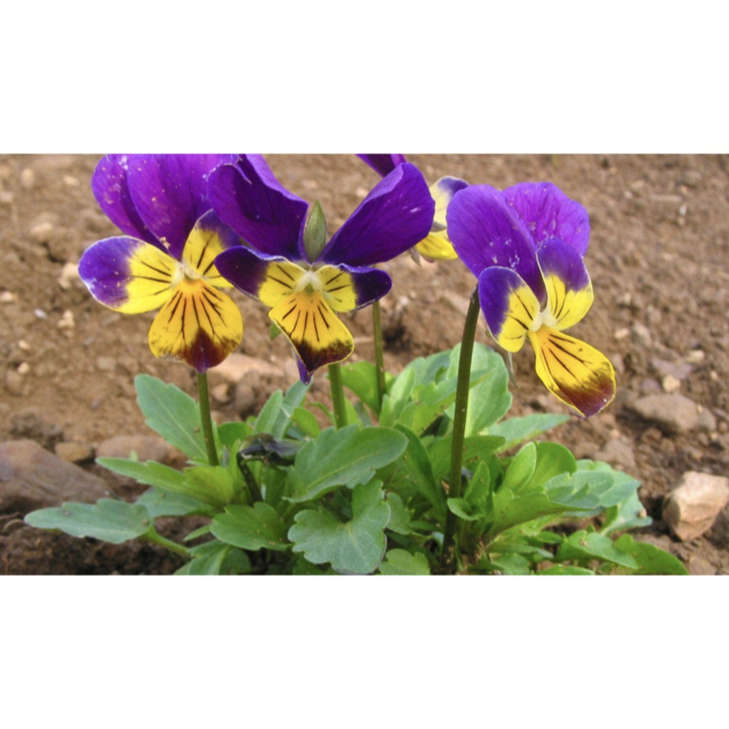 FLOWER; Viola tricolor