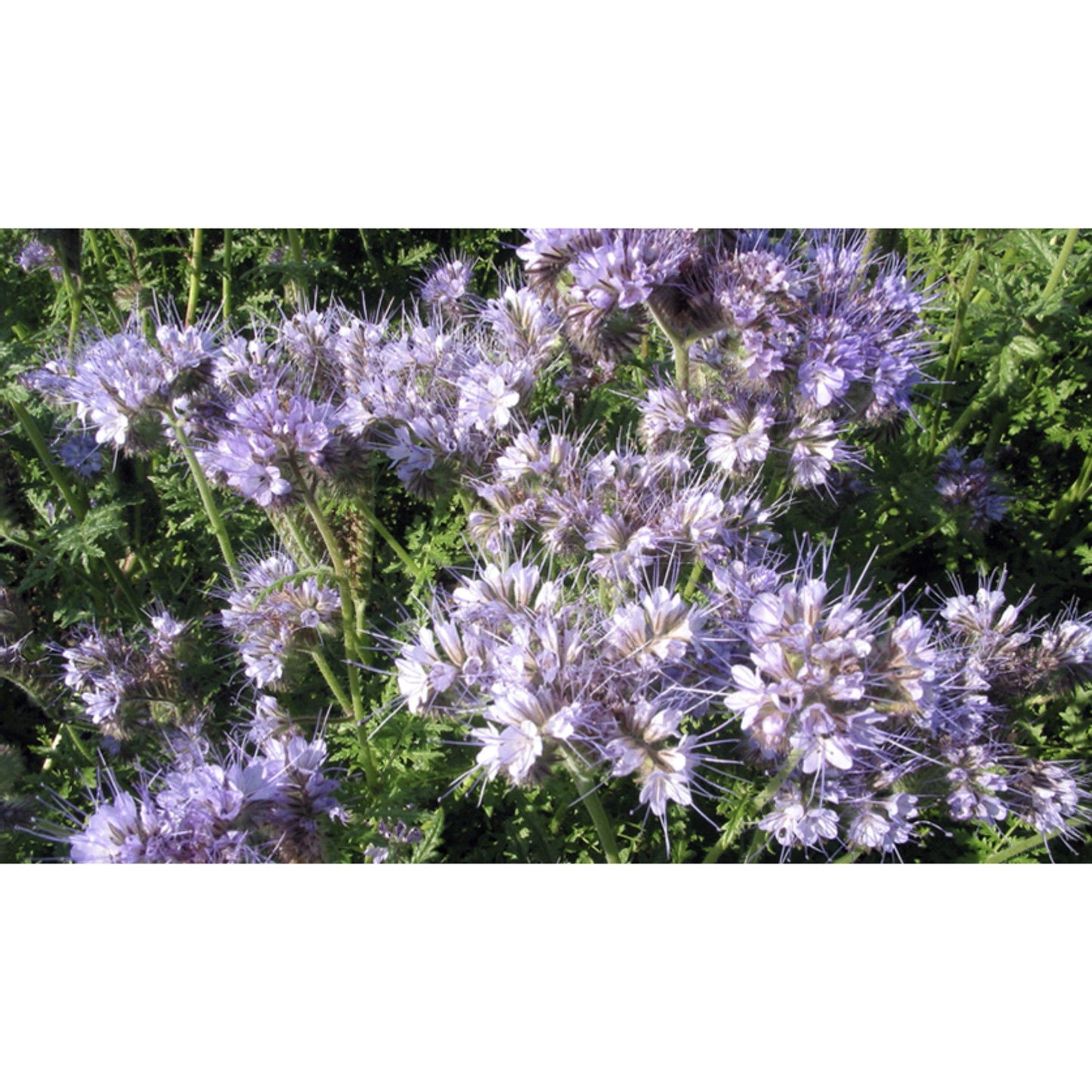 GREEN MANURE; Phacelia