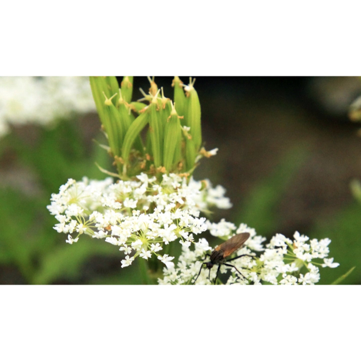 HERB; Sweet Cicely