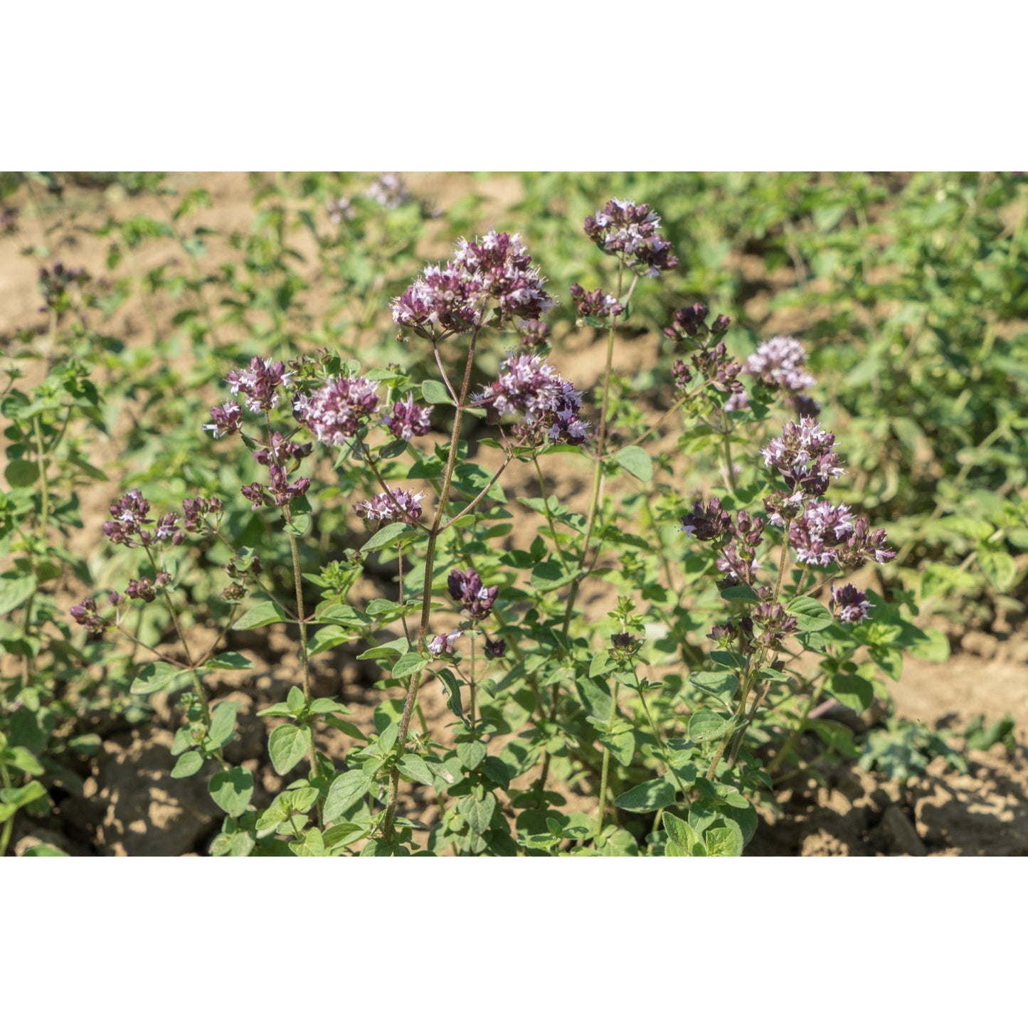 HERB; Wild Marjoram