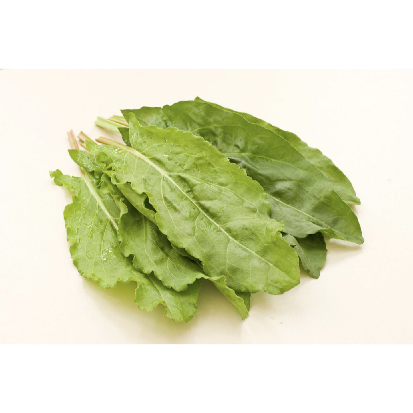 HERB; Sorrel, French