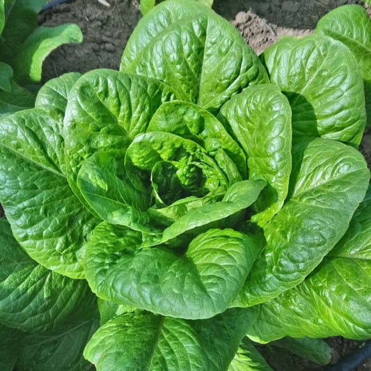 LETTUCE; WINTER; Winter Density