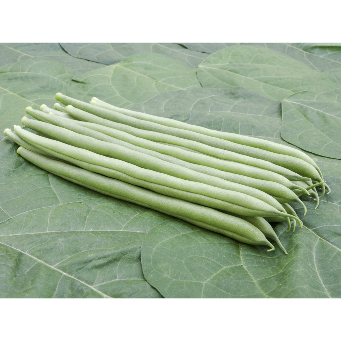 BEAN; CLIMBING FRENCH; Cobra