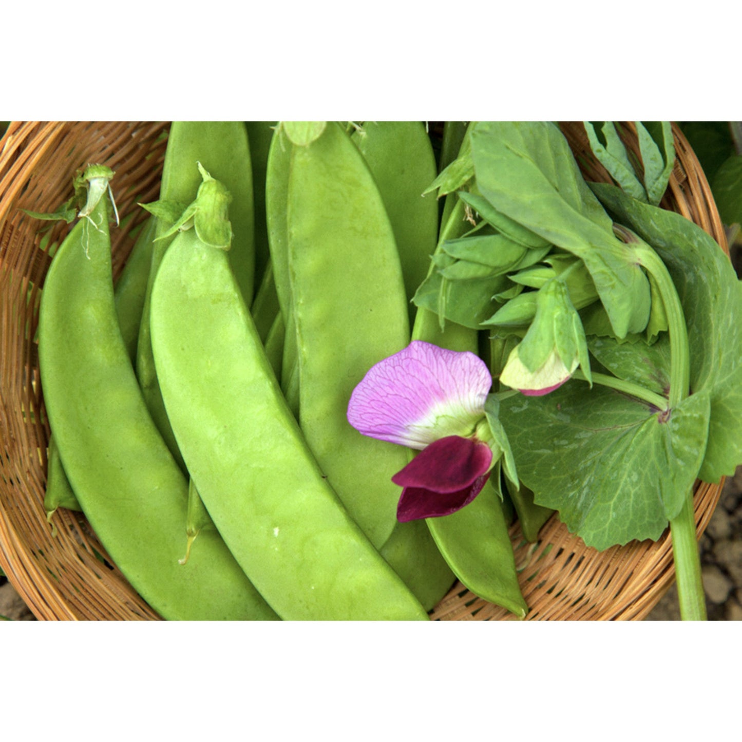 PEA; Carouby de Maussane