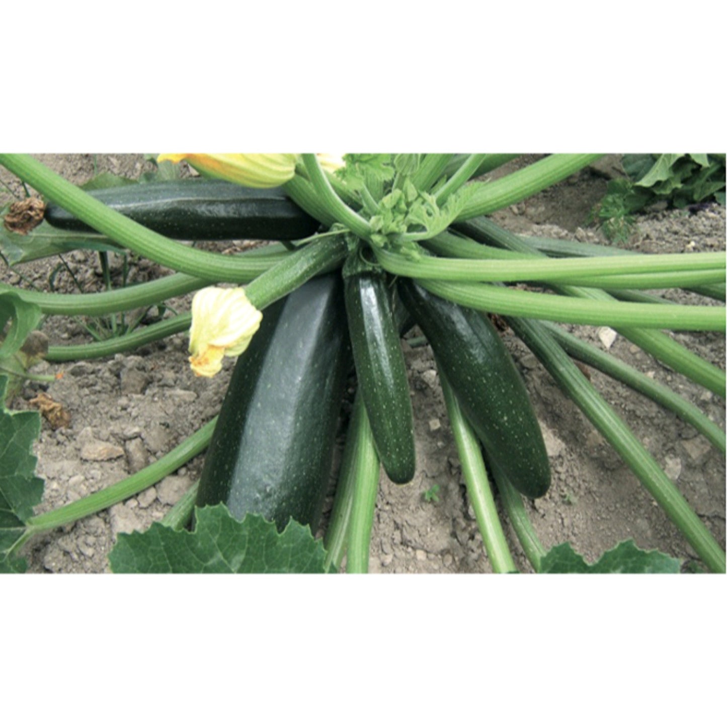 COURGETTE; Black Beauty