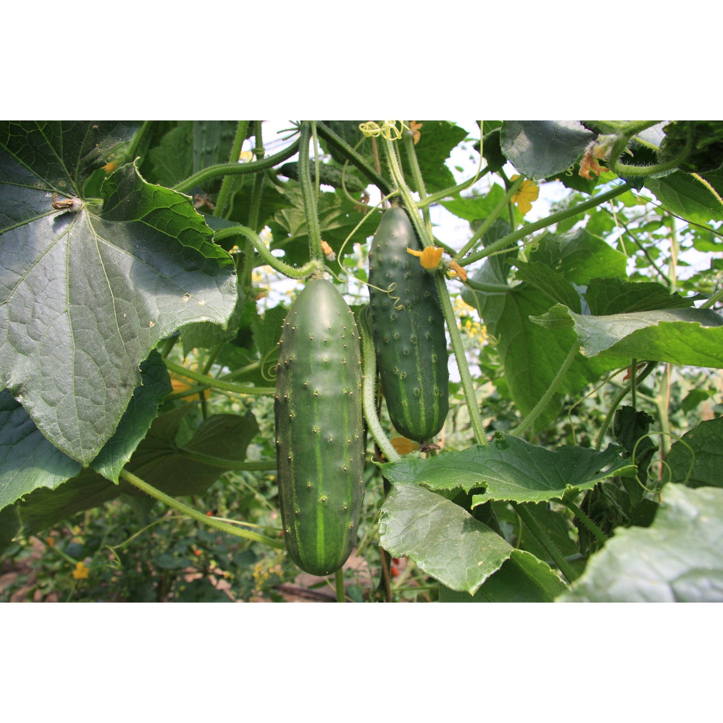 CUCUMBER; Marketmore