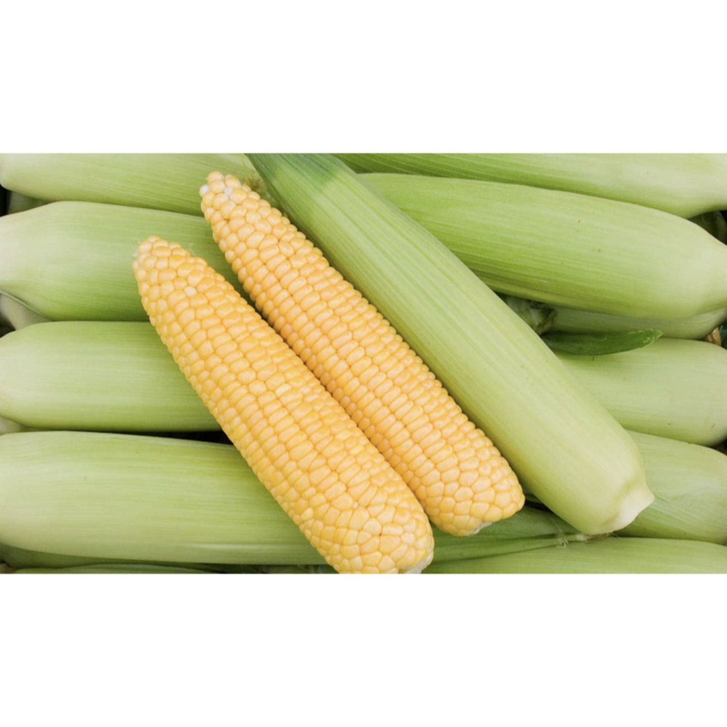 SWEET CORN; Golden Bantam