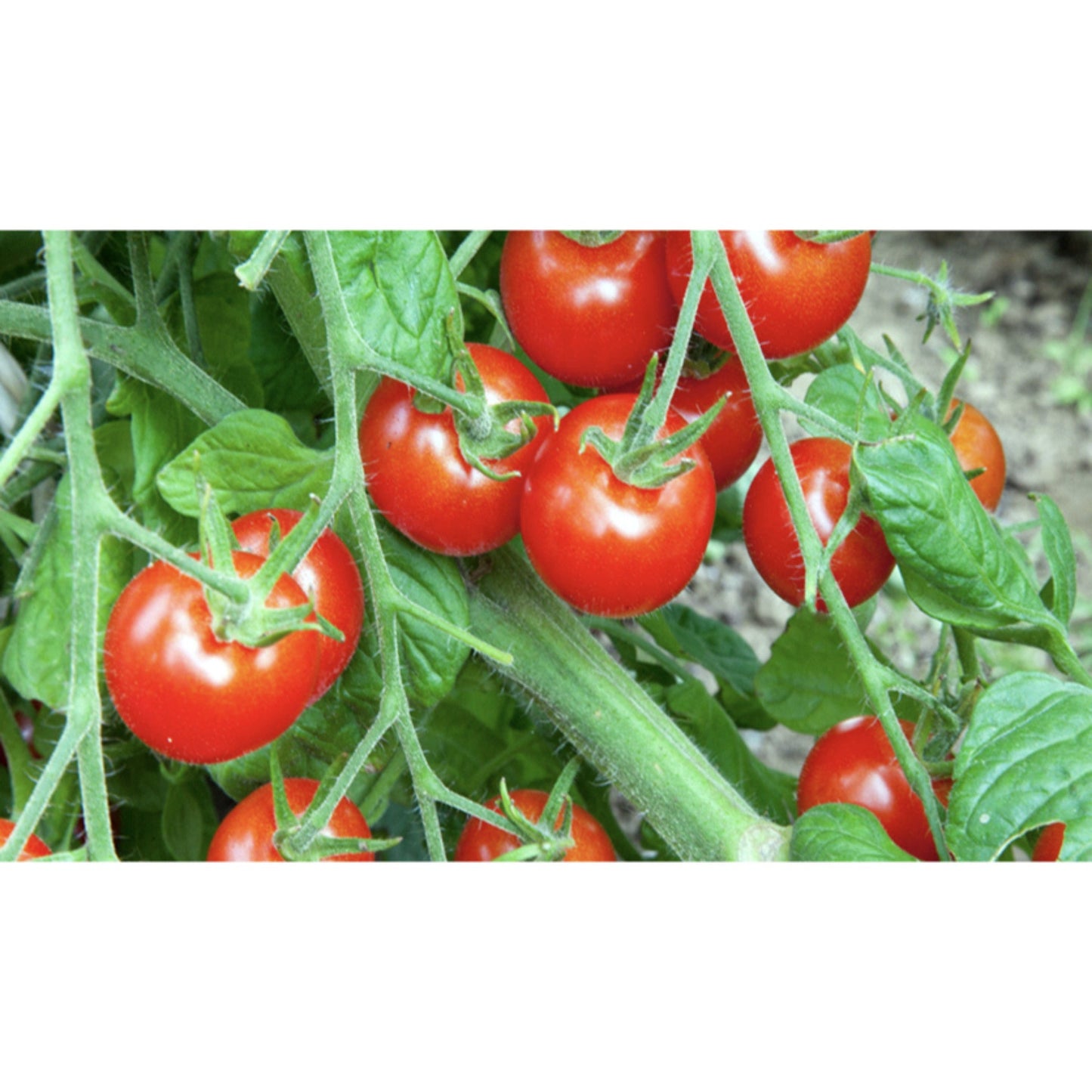 TOMATO; Gardeners' Delight