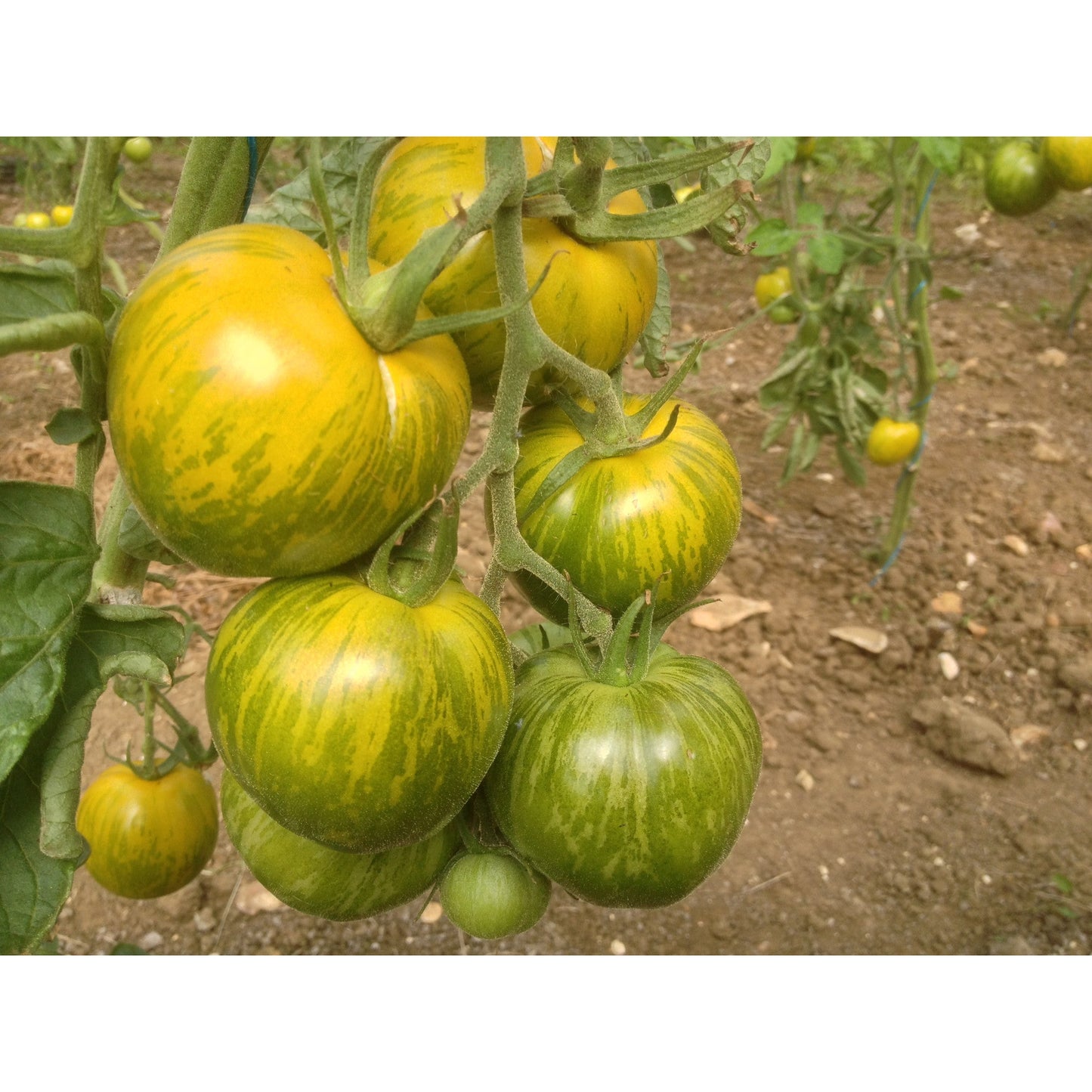 TOMATO; Green Zebra