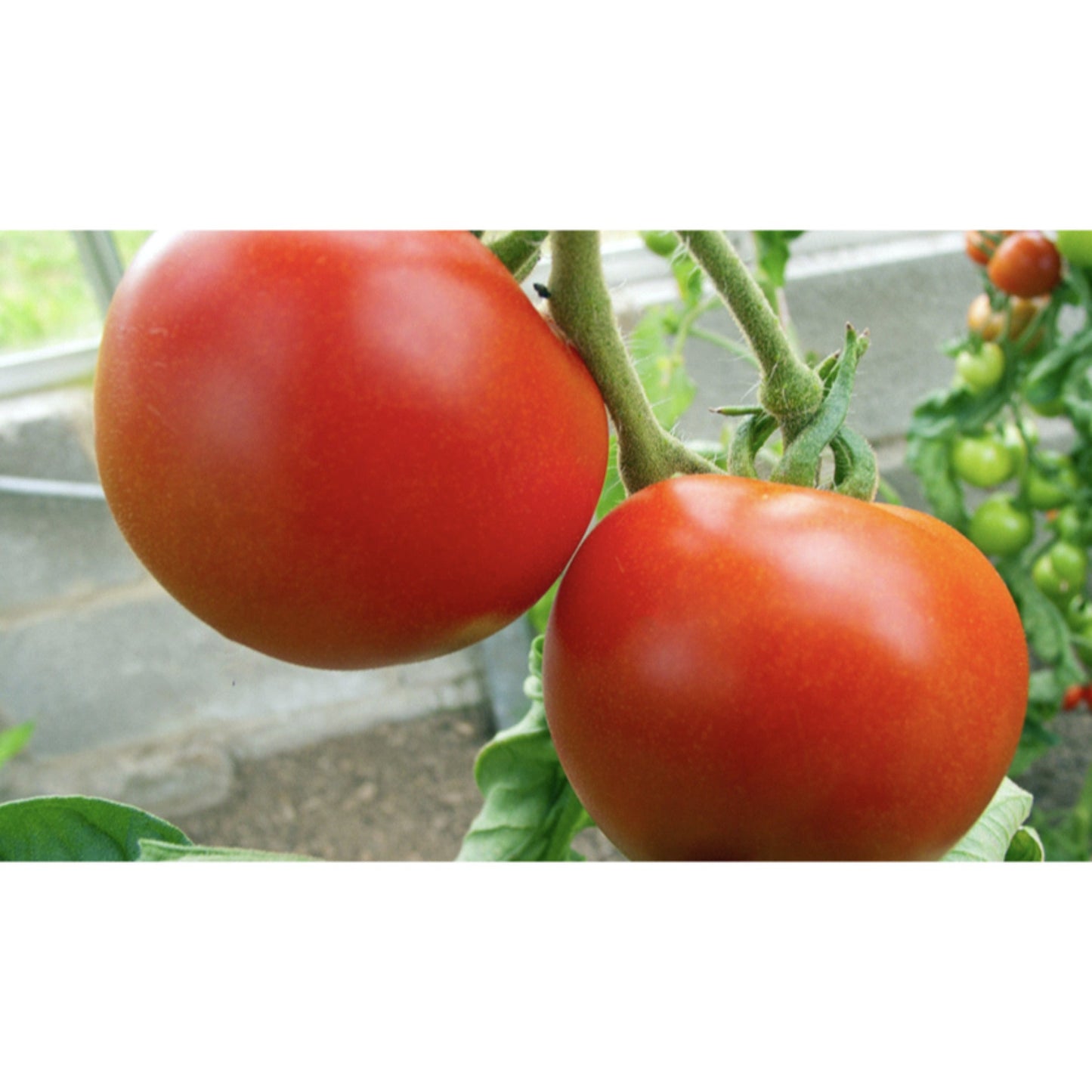 TOMATO; Matina