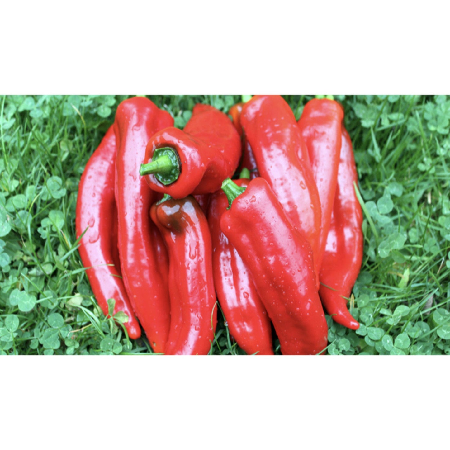 PEPPER; Corno di Toro (red)