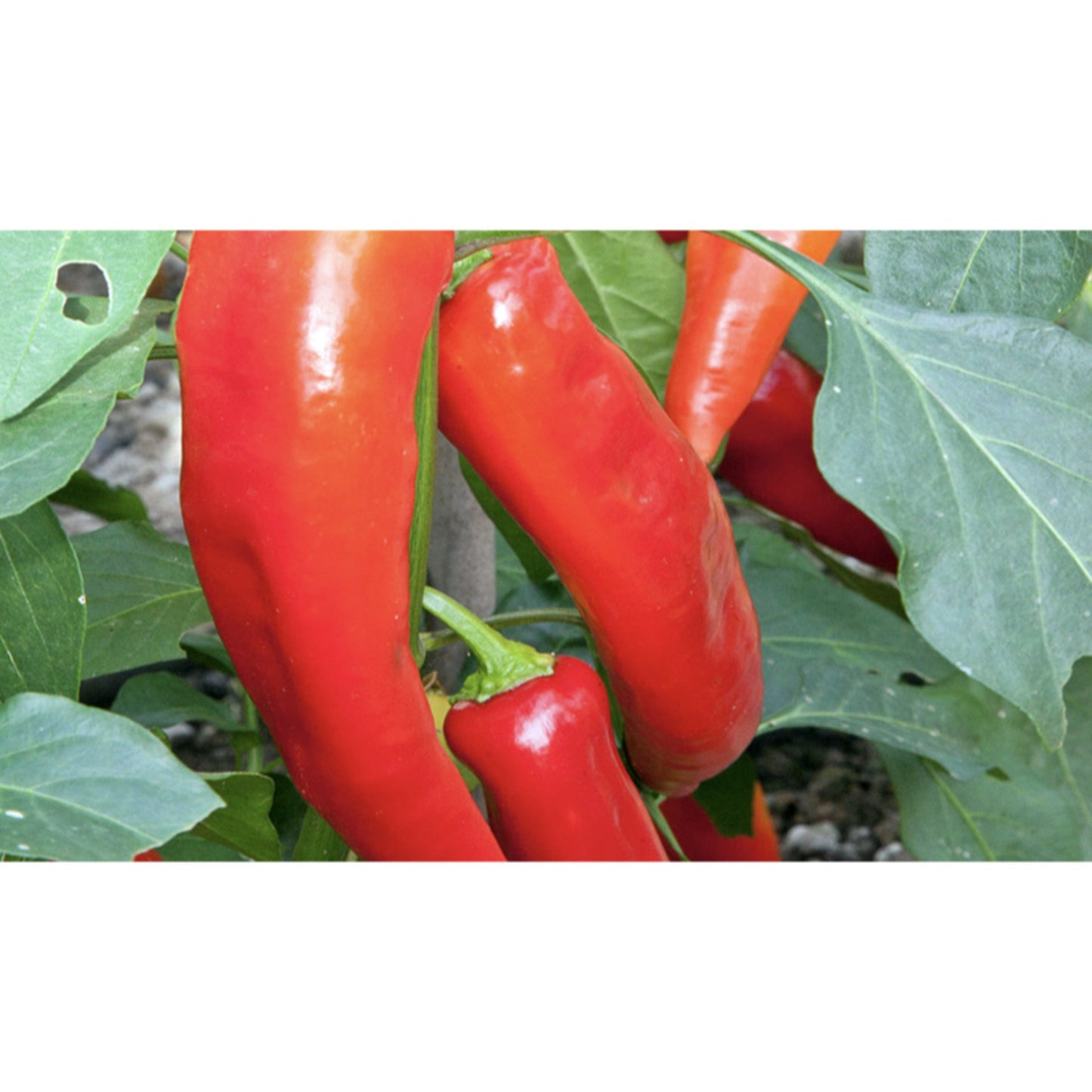CHILLI; Hungarian Hot Wax