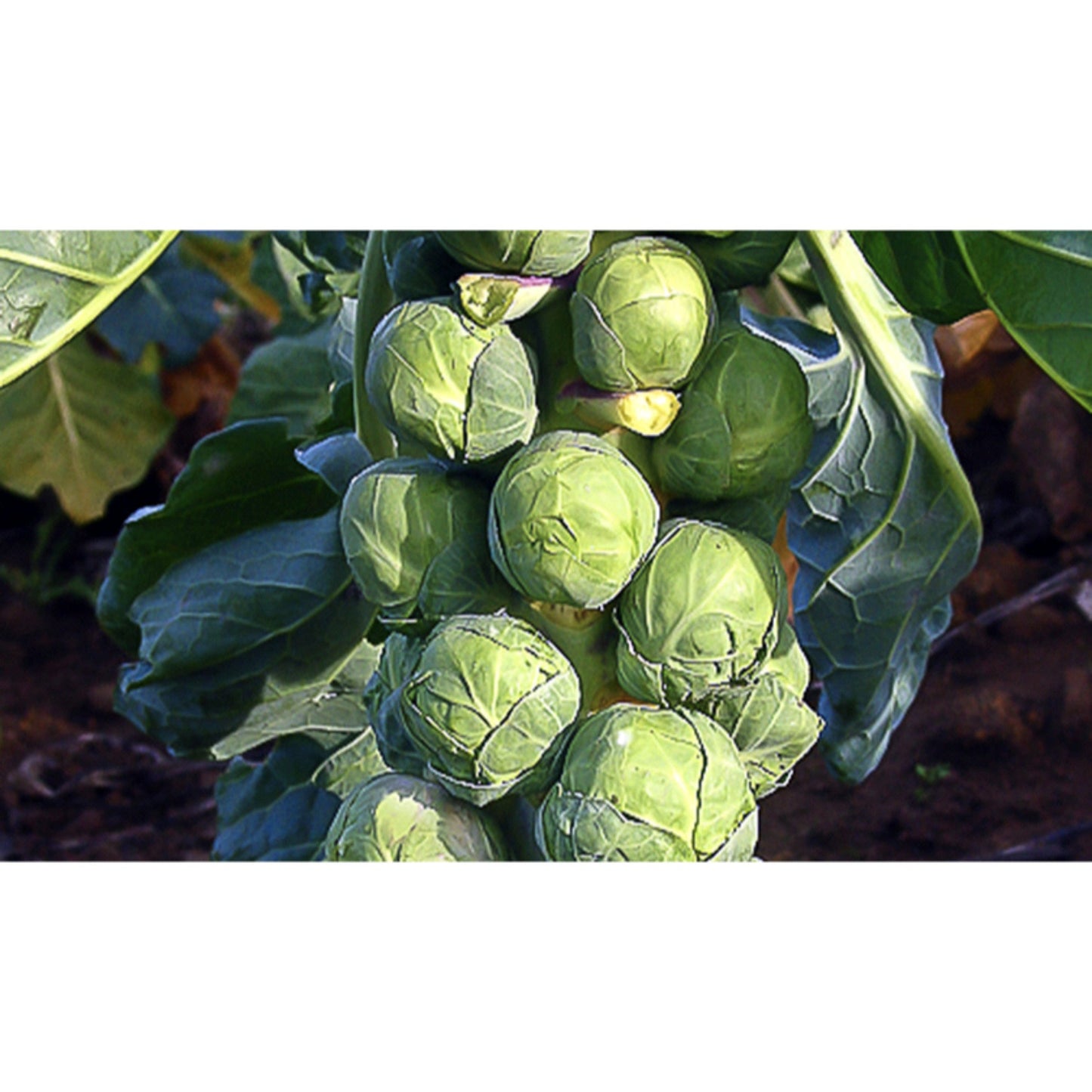 BRUSSELS SPROUTS; Groninger
