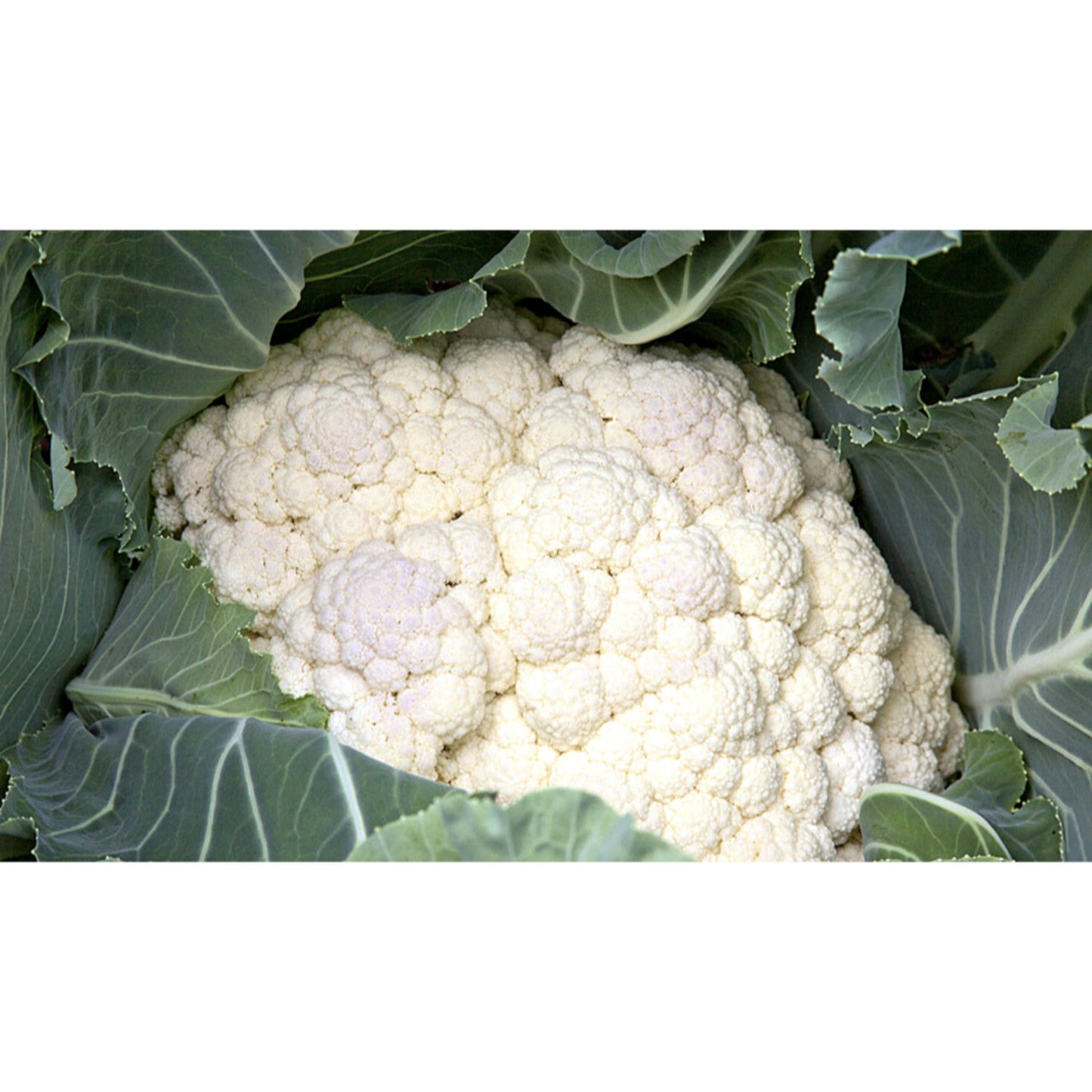 CAULIFLOWER; Autumn Glory