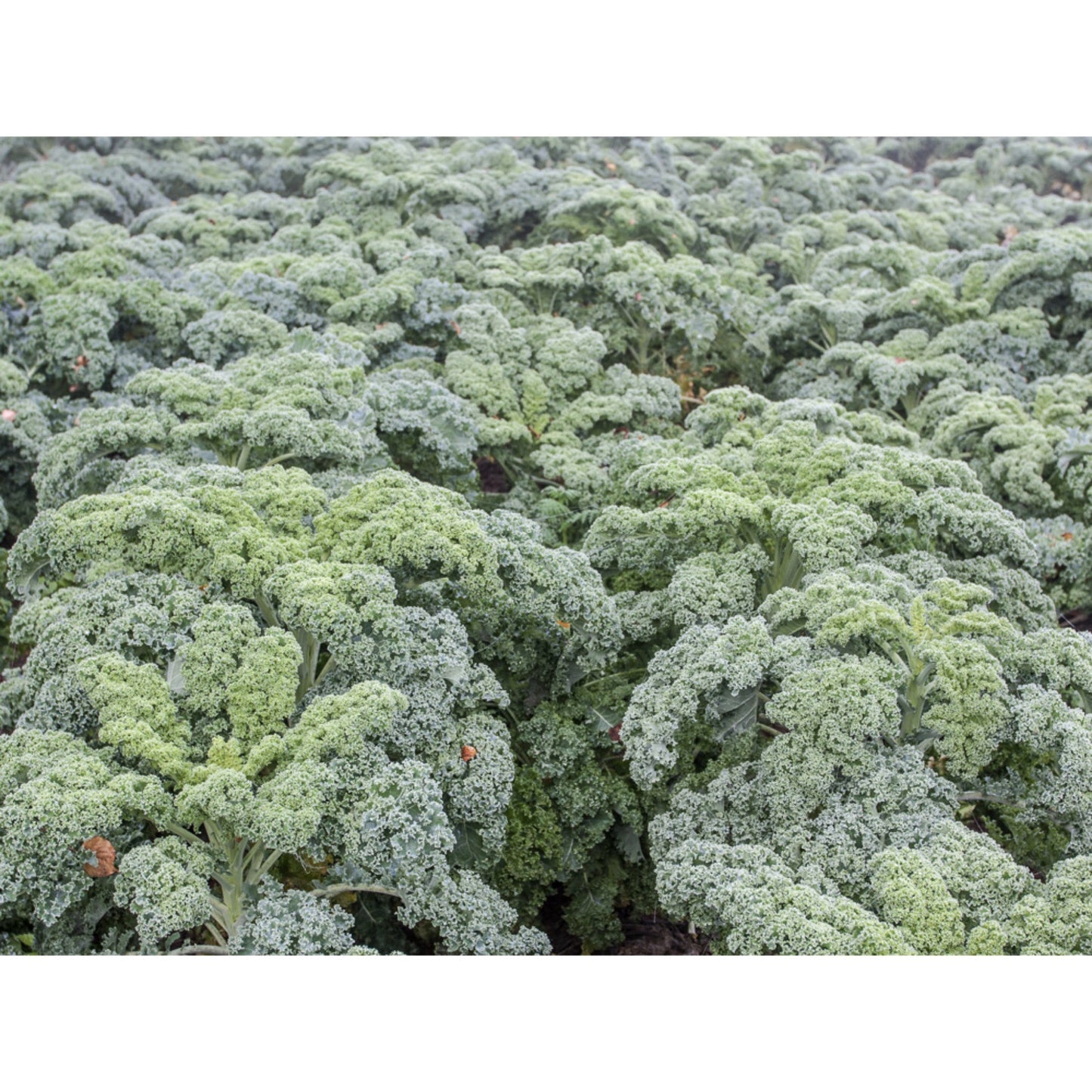 KALE; Dwarf Green Curled