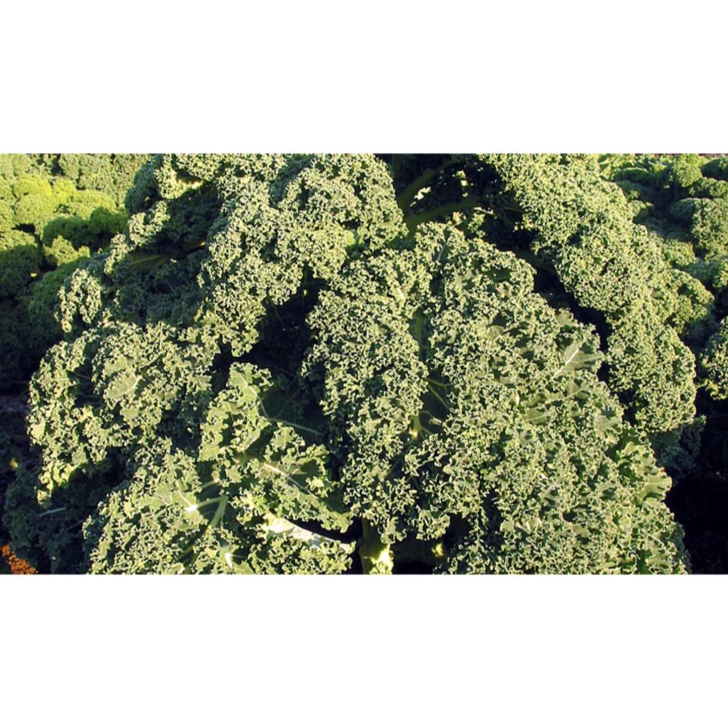 KALE; Westland Winter