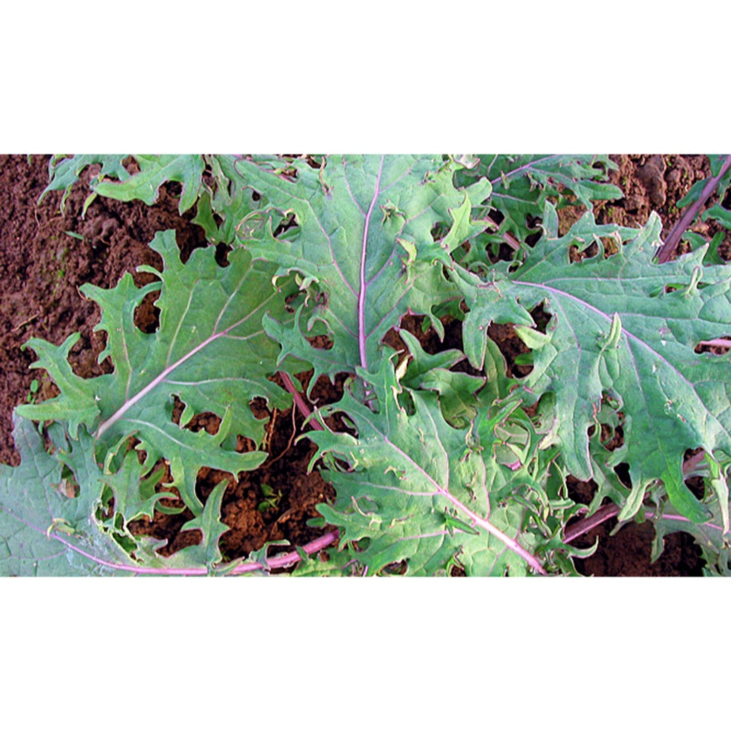 KALE; Red Russian