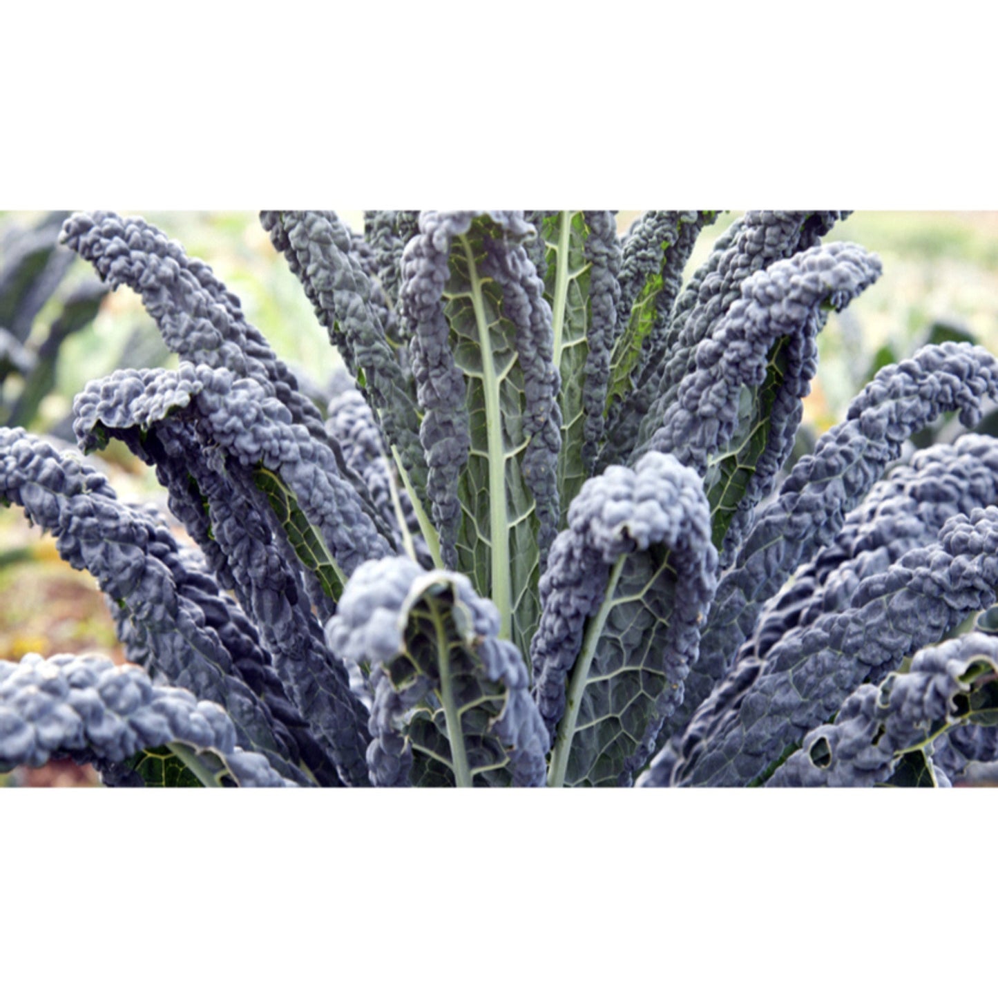 KALE; Nero di Toscana