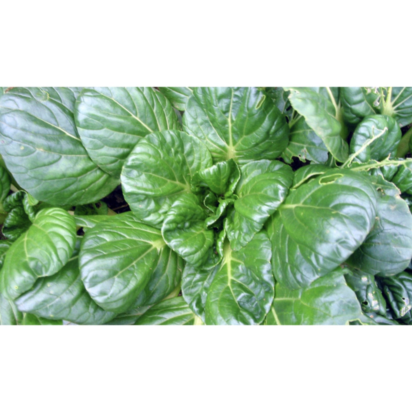PAK CHOI; Tatsoi