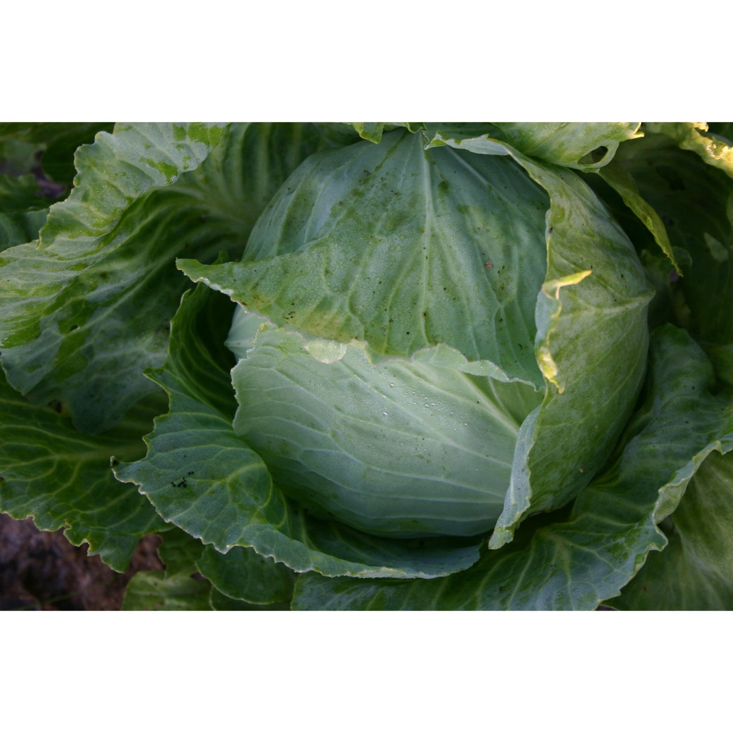 CABBAGE; WHITE; Enkhuizen Glory 2