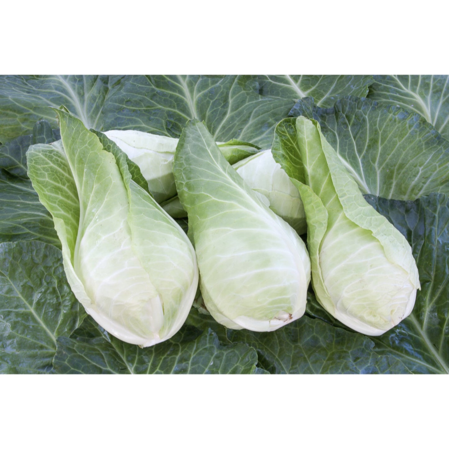 CABBAGE; WHITE; Filderkraut