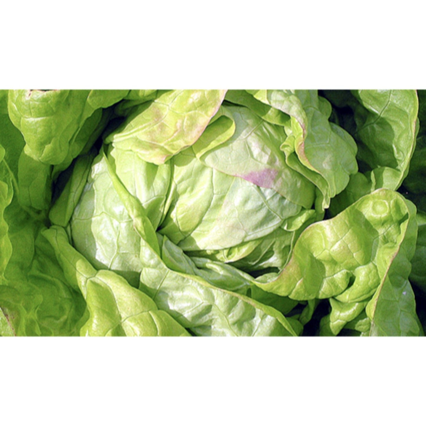 LETTUCE; BUTTER HEAD; Skipper