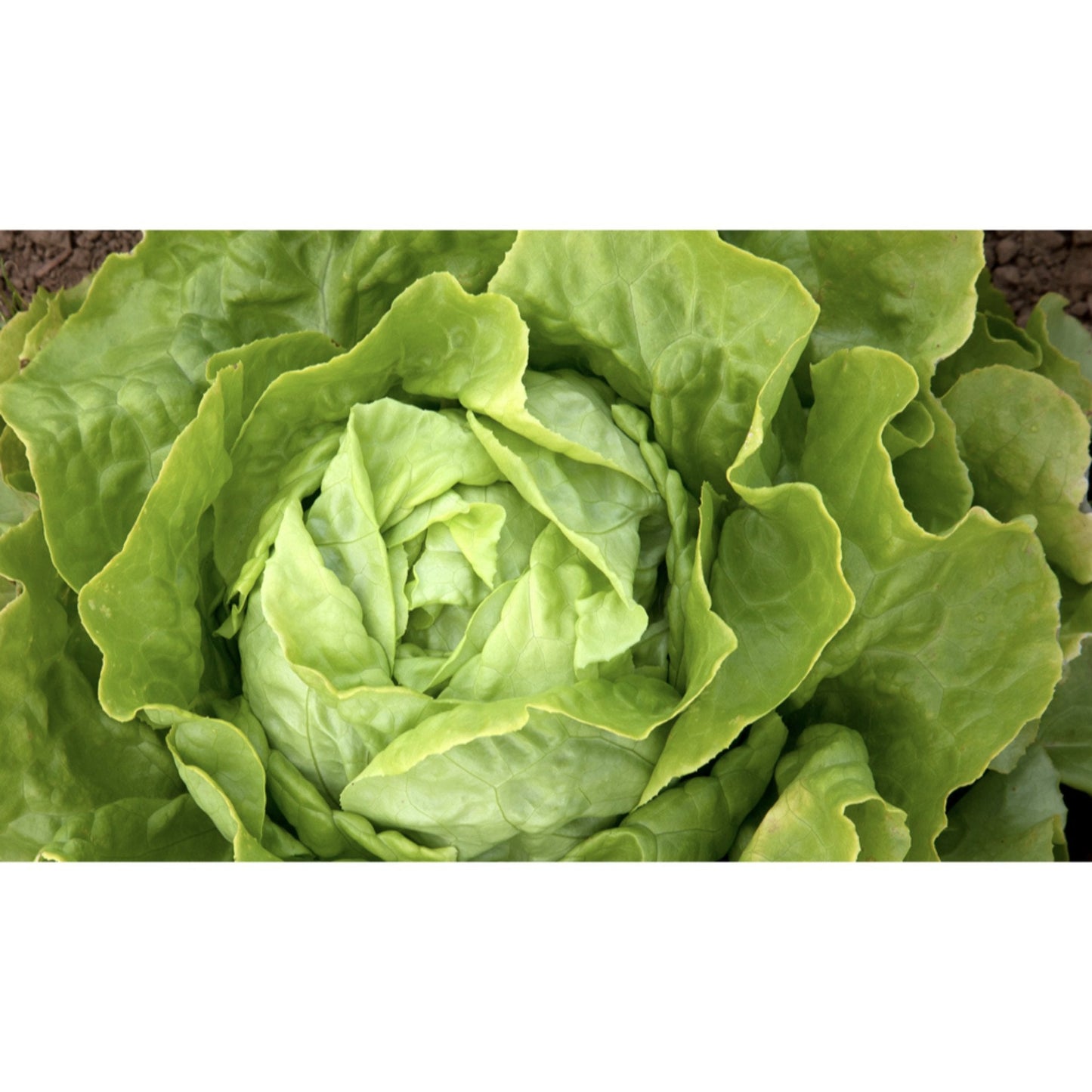 LETTUCE; COS; Little Leprechaun