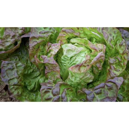 LETTUCE; BUTTER HEAD; Suzan