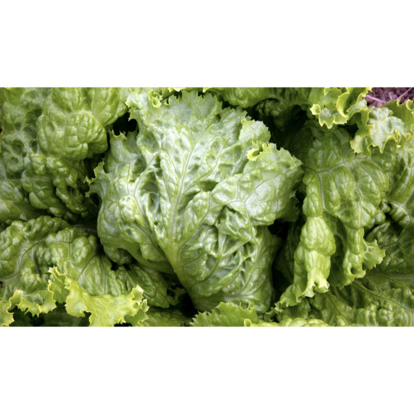 LETTUCE; CRISP LEAF; Favourite