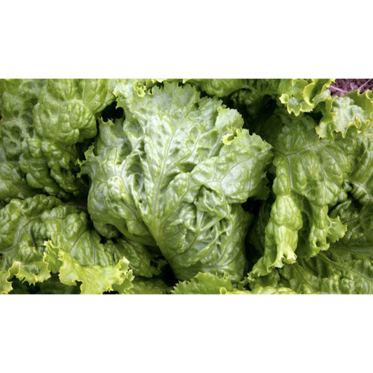 LETTUCE; CRISP LEAF; Favourite