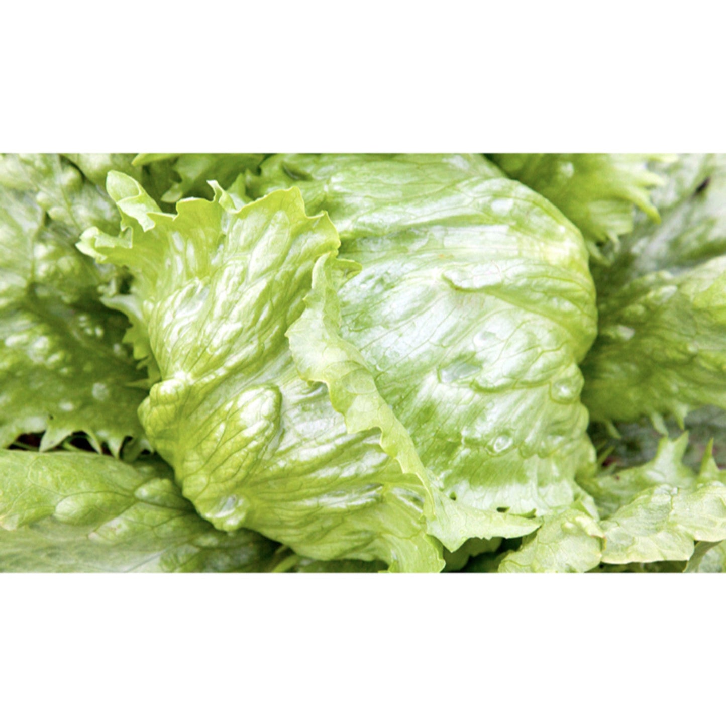 LETTUCE; CRISP LEAF; Saladin