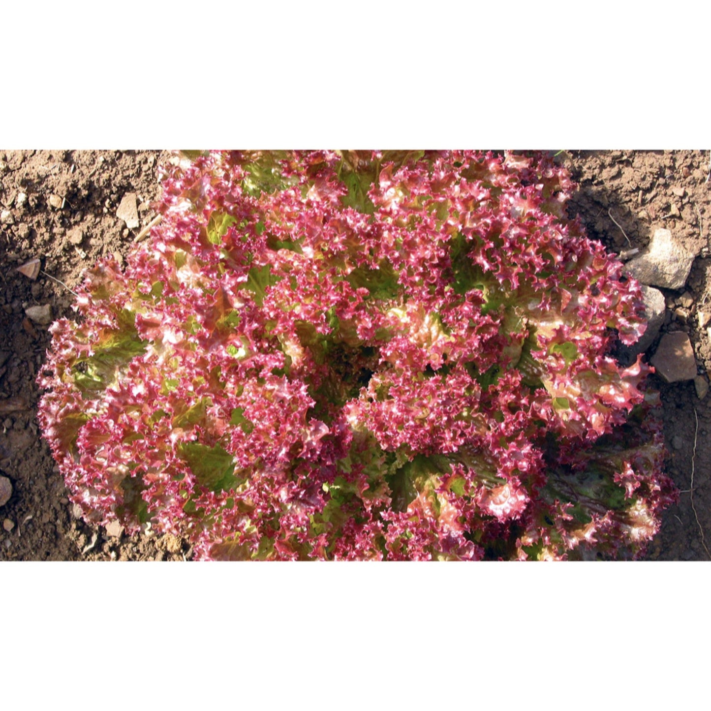 LETTUCE; LOOSE LEAF; Lollo Rossa