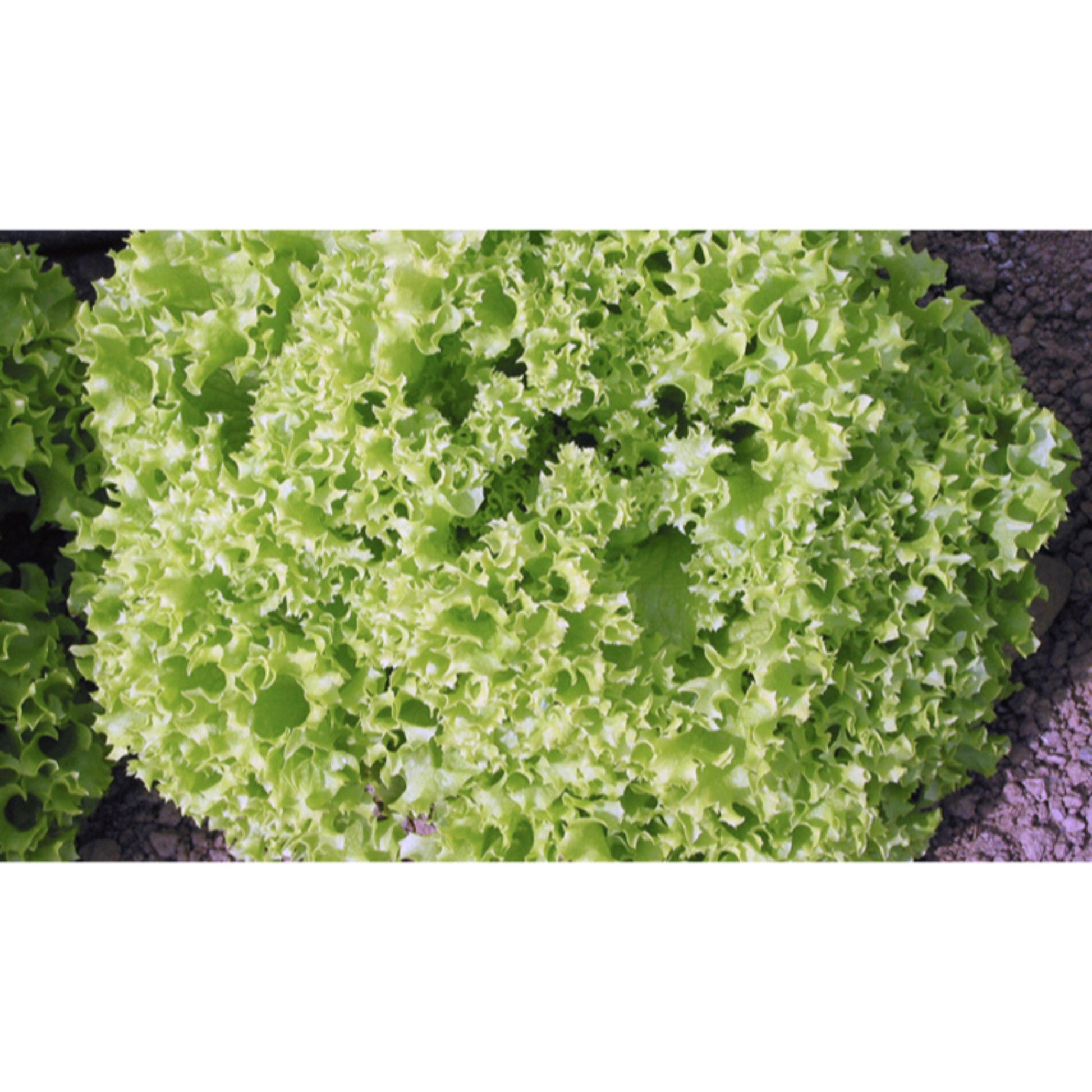LETTUCE; LOOSE LEAF; Lollo Bionda
