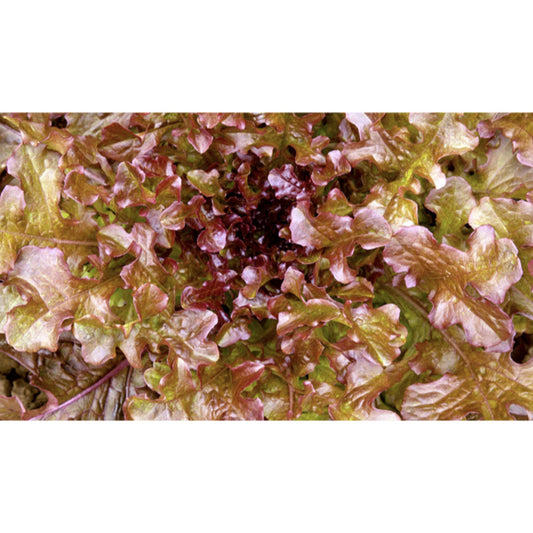 LETTUCE; LOOSE LEAF; Red Salad Bowl